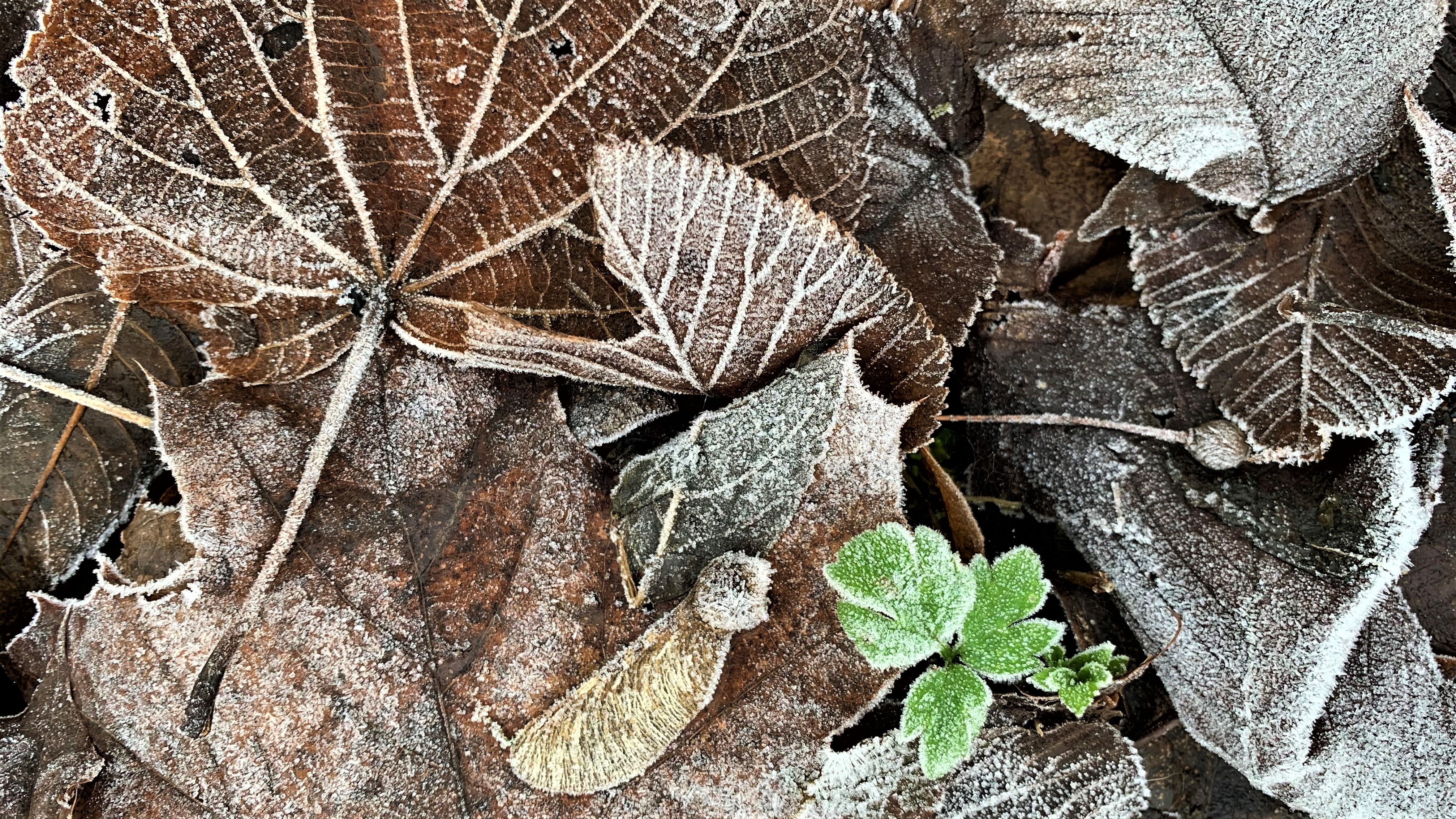 WINTER 3